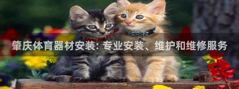 极悦平台是正规平台吗知乎：肇庆体育器材安装: 专业安