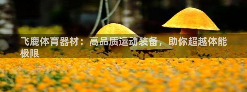 极悦平台注册申请流程详解：飞鹿体育器材：高品质运动装